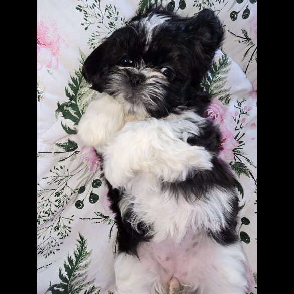 Shih Tzu - Both