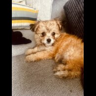 Shih Tzu - Both