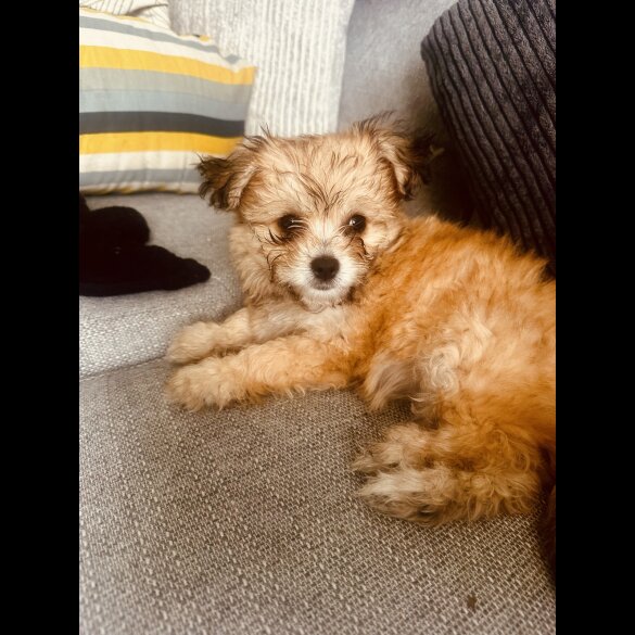 Shih Tzu - Both