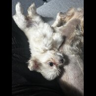 Shih Tzu - Both