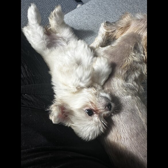 Shih Tzu - Both
