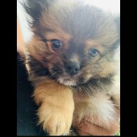 Shih Tzu - Both