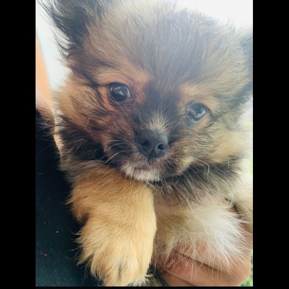 Shih Tzu - Both