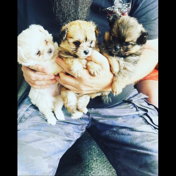 Shih Tzu - Both