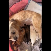Shih Tzu - Both
