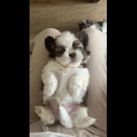 Shih Tzu - Both