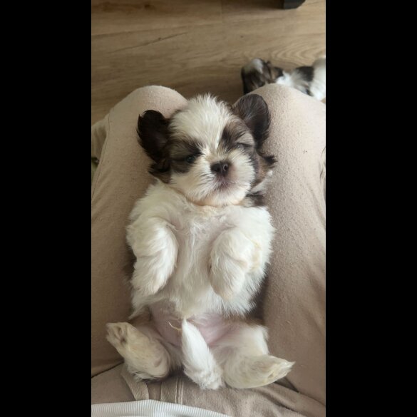 Shih Tzu - Both