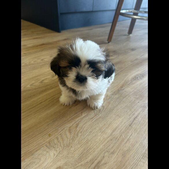 Shih Tzu - Both
