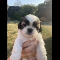 Shih Tzu - Both