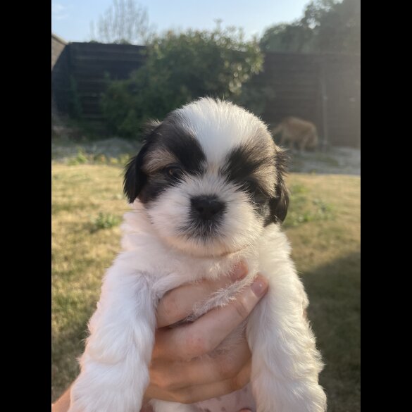 Shih Tzu - Both