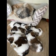Shih Tzu - Both