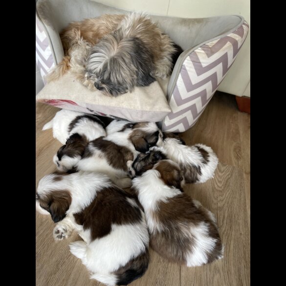 Shih Tzu - Both