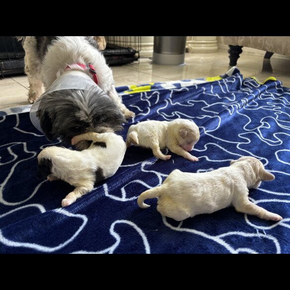 Shihpoo - Both