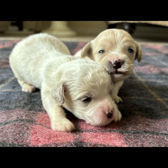 Shihpoo - Both