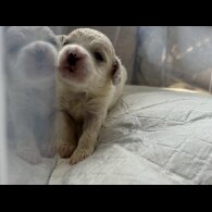 Shihpoo - Both