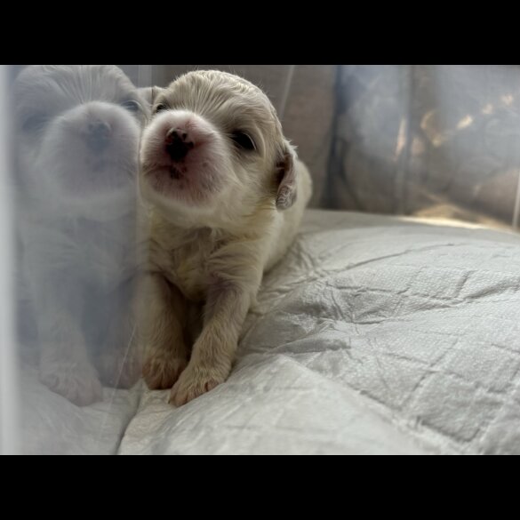 Shihpoo - Both