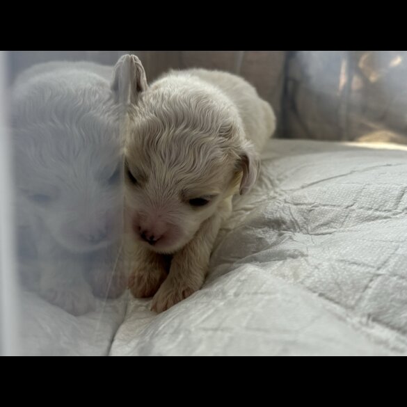 Shihpoo - Both