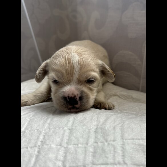 Shihpoo - Both