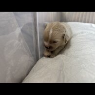 Shihpoo - Both