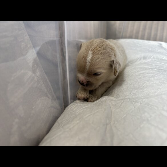 Shihpoo - Both