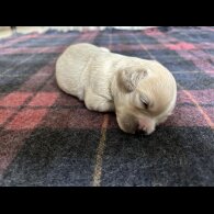 Shihpoo - Both