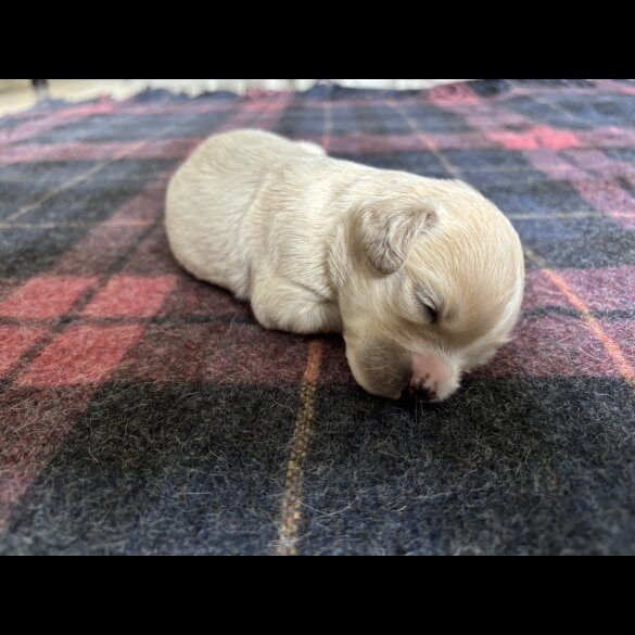 Shihpoo - Both