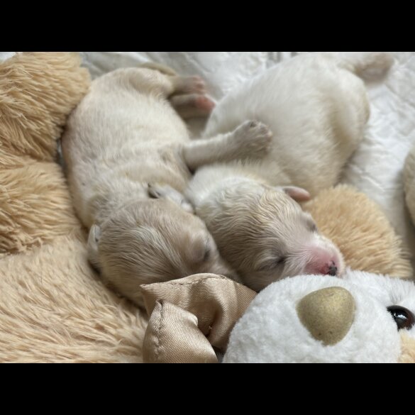 Shihpoo - Both