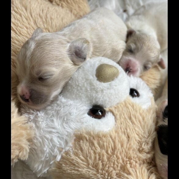 Shihpoo - Both