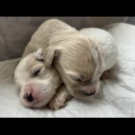 Shihpoo - Both