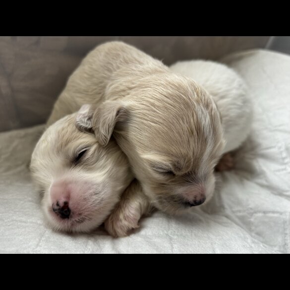 Shihpoo - Both