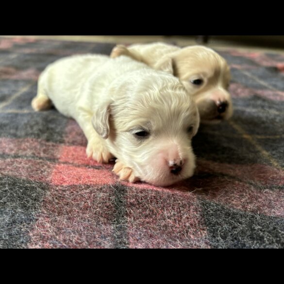 Shihpoo - Both