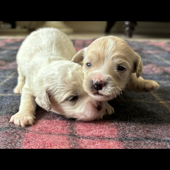 Shihpoo - Both