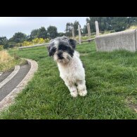 Shihpoo - Both