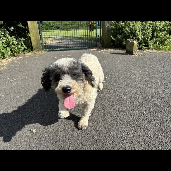 Shihpoo - Both