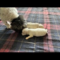 Shihpoo - Both