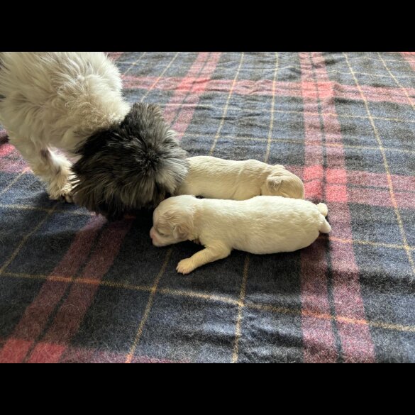 Shihpoo - Both