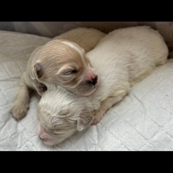 Shihpoo - Both
