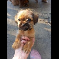 Shorkie - Dogs