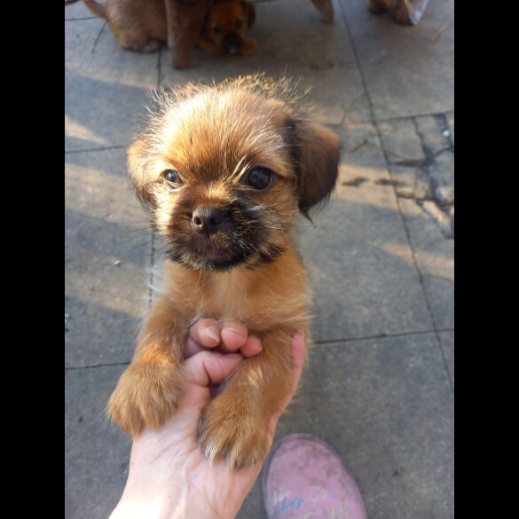 Shorkie - Dogs