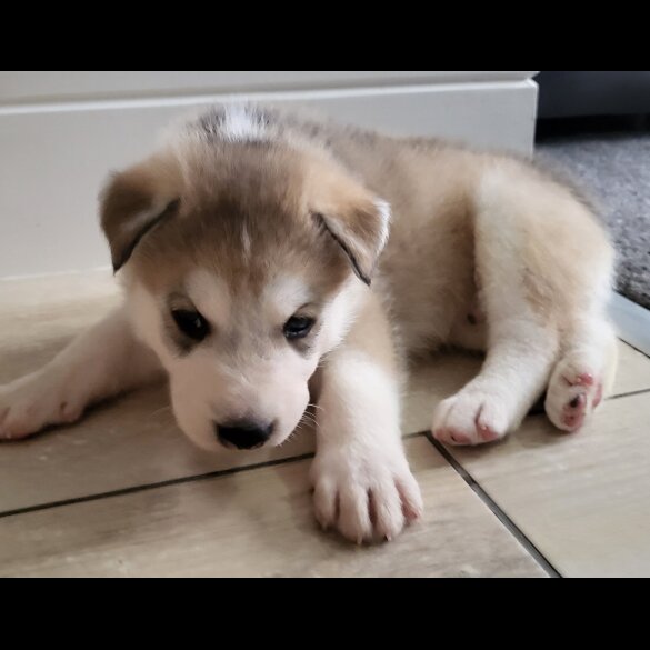 Siberian Husky - Both