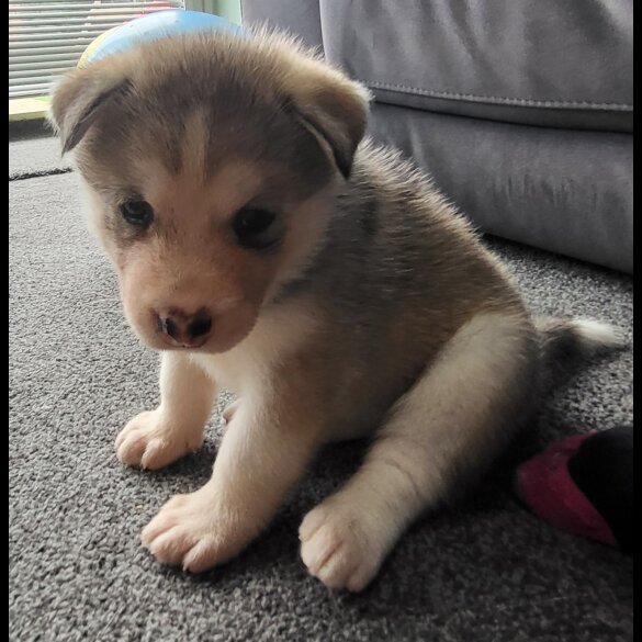 Siberian Husky - Both