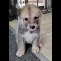 Siberian Husky - Both