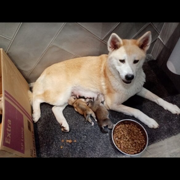 Siberian Husky - Both