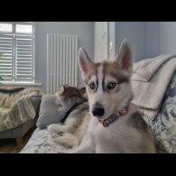 Siberian Husky - Dogs