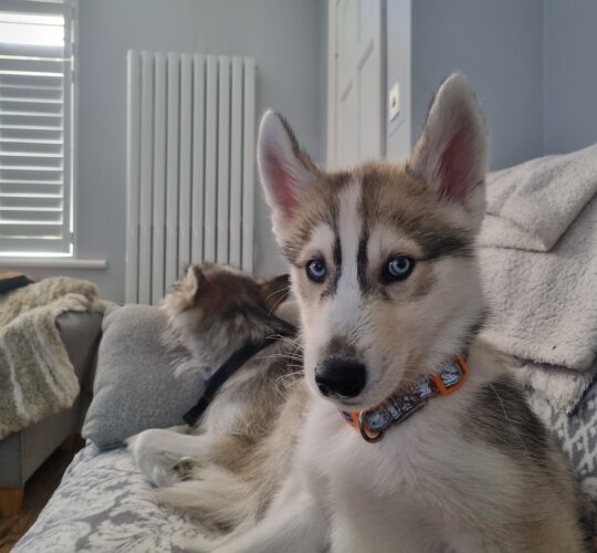 Siberian Husky
