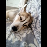 Siberian Husky - Dogs