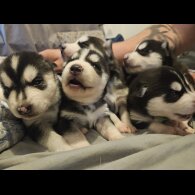 Siberian Husky - Both