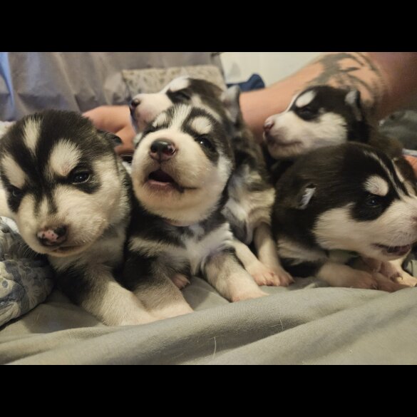 Siberian Husky - Both