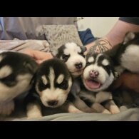 Siberian Husky - Both
