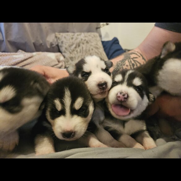 Siberian Husky - Both